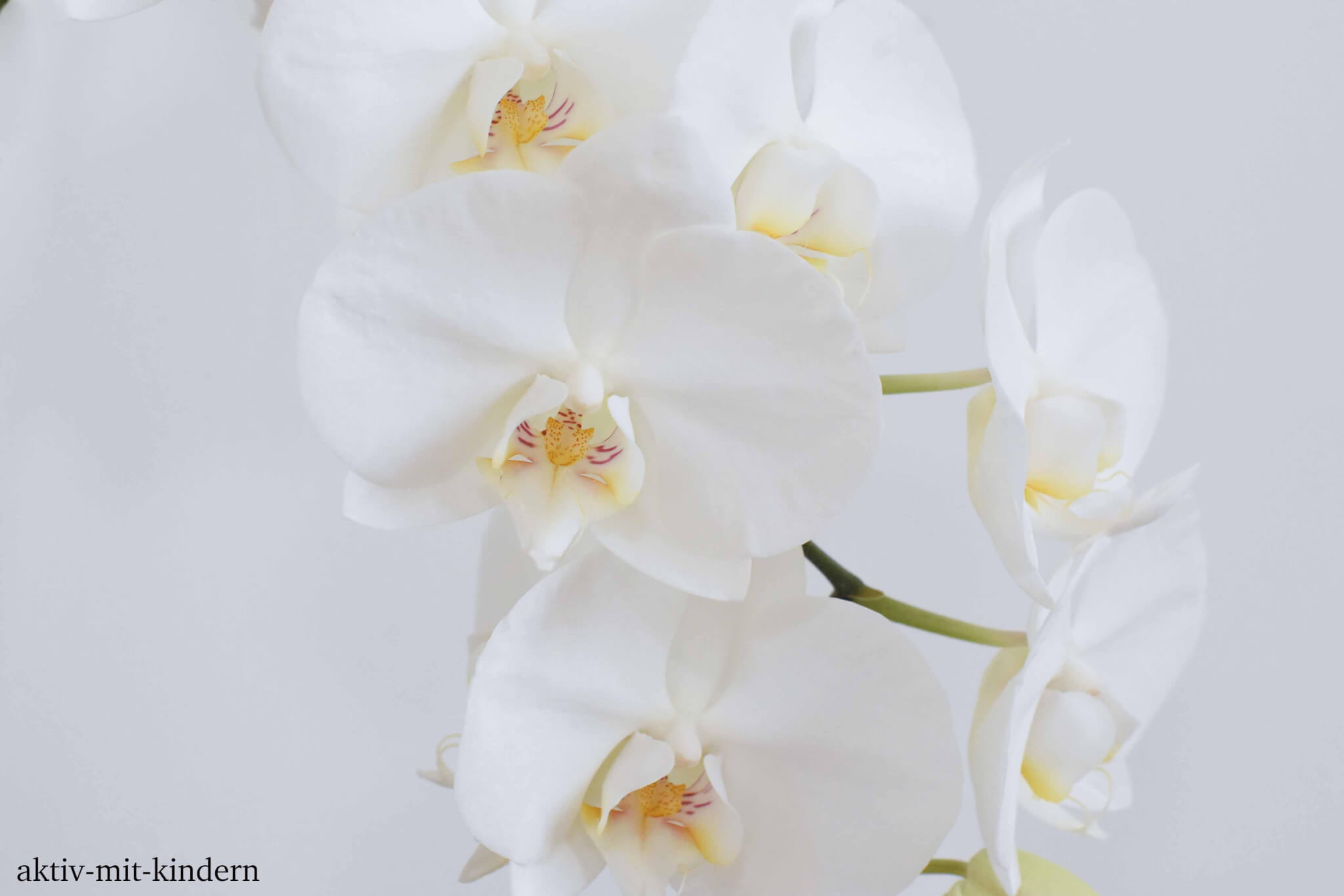 Orchidee dekorative Zimmerpflanze